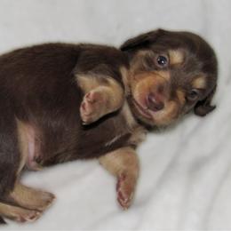 Boy 1 - Chocolate and cream male Dachshund puppy in Montrose, Colorado from Dachshund Delights Co