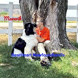 Maverik - Newfoundland