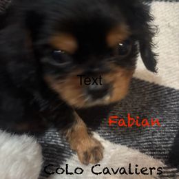 Fabian - Black and tan male Cavalier King Charles Spaniel puppy in Leonard, Michigan from CoLo Cavaliers