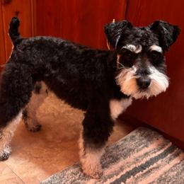 Georgie - Miniature Schnauzer
