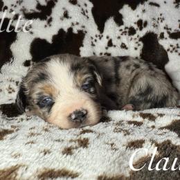 Claus - Blue merle male Miniature Australian Shepherd puppy in Corpus Christi, Texas from Elite Miniature Australian Shepherds