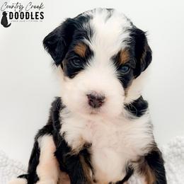 Mikaela - Tri-color female Bernedoodle puppy in Tipton, Indiana from Country Creek Doodles