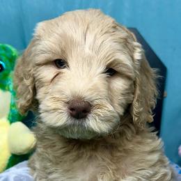 French Bulldogs and Labradoodles from Companion Creek Farm