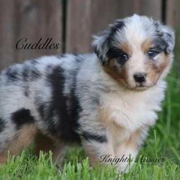Cuddles - Blue merle male Australian Shepherd puppy in Ceres, California from Knight's Aussies