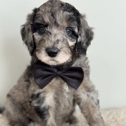 Orange - Merle male Goldendoodle puppy in Hesperia, Michigan from Red Acres Poodles & Doodles