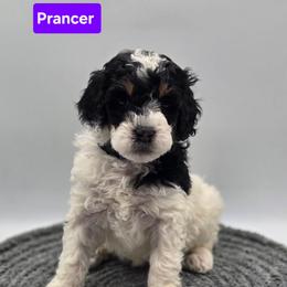 Prancer- Purple Collar - Black and white female Bernedoodle puppy in Summerville, South Carolina from Channys Doodles