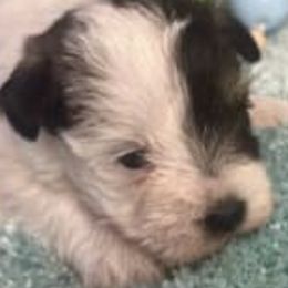 Miniature Schnauzers from Rocking J Pups
