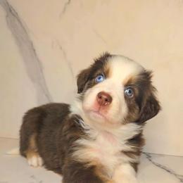 Holly - Red tri female Toy Australian Shepherd puppy in Bethany, Oklahoma from Donna's Toy & Mini Aussies