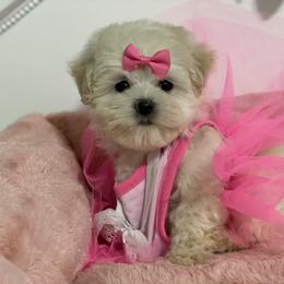 Cavapoo, Maltipoo, and Poodle Puppies from My Sweet Poodles and Doodles