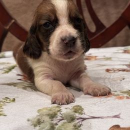 Robin - Mahogany and white male Basset Hound puppy in Inman, Nebraska from Sandhill Hounds of Nebraska