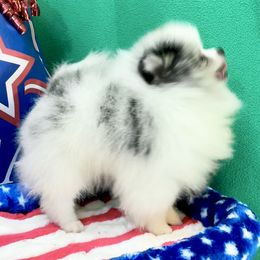 SILVER - Pomeranian