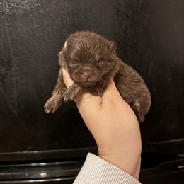Kisses - Chocolate and tan female Pomeranian puppy in Ector, Texas from BB Pomeranians