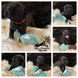 Cane Corso Puppies from Ruby Mountain Royalty
