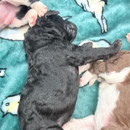 Colby (zEileen) - Parti male Poodle puppy in Meadowbrook, California from Standard Poodle Pups