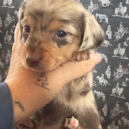 Girl2 - Dapple female Dachshund puppy in Las Cruces, New Mexico from Bootheel Doxies