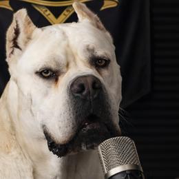 Olek - Cane Corso