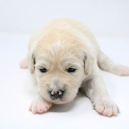 Goldendoodle, Labradoodle, and Poodle Puppies from CNR Farms