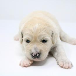 Goldendoodle, Labradoodle, and Poodle Puppies from CNR Farms