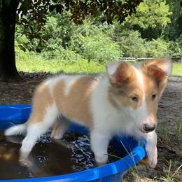 Phoenix Down - Sable merle and white male Collie puppy in Bamberg, South Carolina from Shakhor Ohr Collies and Pomeranians