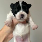 Boy 2 - Lowchen puppy from Lelani