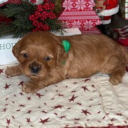Spruce - Green Collar - Red male Cavapoo puppy in South Jordan, Utah from Simply Sweet Paws. LLC