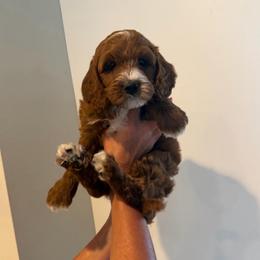 Vixey - Apricot female Cavapoo puppy in Payson, Utah from Country Sky Doodles