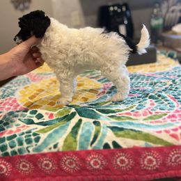 Bernedoodle, Bernese Mountain Dog, Cockapoo, Goldendoodle, and Poodle Puppies from Kallams Bernedoodles & Bernese Mountain Dogs