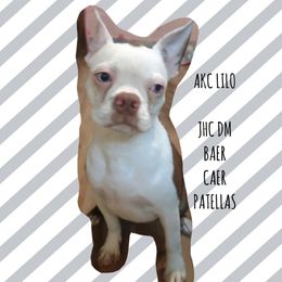 Lilo - Boston Terrier