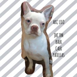 Lilo - Boston Terrier