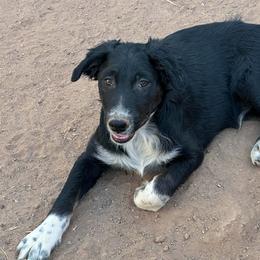 Ash - Black tri-color male Australian Shepherd puppy in San Tan Valley, Arizona from Mott Ranch - Blazin' Sun Aussies