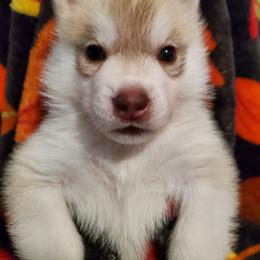 Ginger (red) - Red and white female Siberian Husky puppy in Elk River, Minnesota from Naturez Siberians