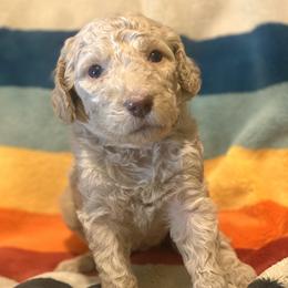 Frankie (Purple Coller) - Caramel cream female Labradoodle puppy in Toledo, Washington from Bigfoot Doodles