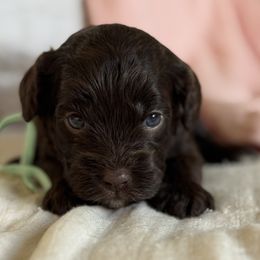 Emi (white collar female) - Chocolate female Cavapoo puppy in Beckley, West Virginia from By Design Doodles