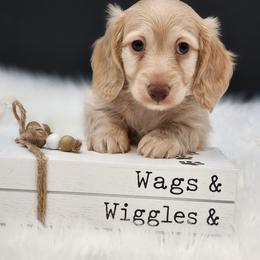Winston - Cream male Dachshund puppy in Smallett, Missouri from Doxie Holler