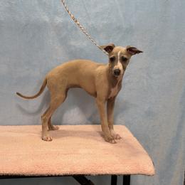 Wisteria - Blue fawn female Italian Greyhound puppy in Vienna, Georgia from Marchwind Farm