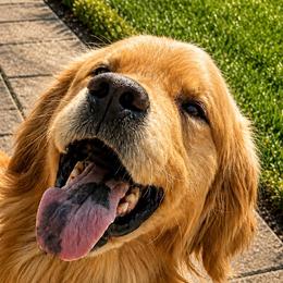 Breezy - Golden Retriever