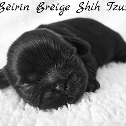 AKC Black Female - Black female Shih Tzu puppy in Las Vegas, Nevada from Beirin Breige Shih Tzus