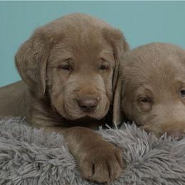 Dilute Retriever and Labrador Retriever Puppies from Labrador Retriever Puppies