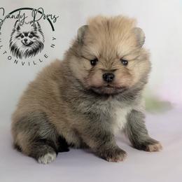 Reba - Orange sable female Pomeranian puppy in Fultonville, New York from Sandy Aussies & Pomeranians