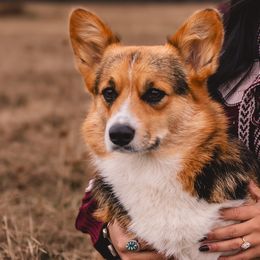 Margo - Pembroke Welsh Corgi