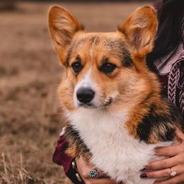Margo - Pembroke Welsh Corgi