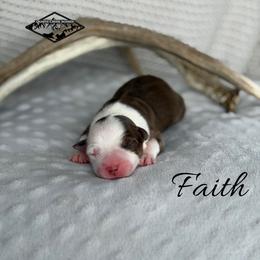 Faith - Red tri female Miniature Australian Shepherd puppy in Cody, Wyoming from Quartz Creek Aussies
