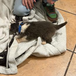 Blue boy 3 - White and blue male Border Collie puppy in Bogata, Texas from Celtic Farms Border Collies and Danes