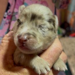 Mister Spacley - Merle male Pomsky puppy in Spring Hill, Florida from PDQ Pomskies