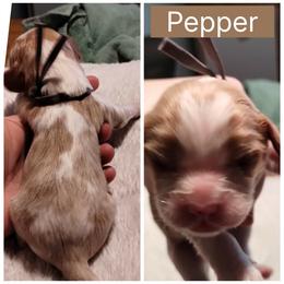 Pepper - Blenheim male Cavalier King Charles Spaniel puppy in Spring Hill, Florida from Wonderland Cavaliers
