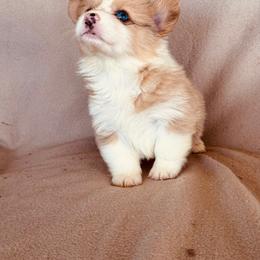 Boy 1 - Fawn male Pembroke Welsh Corgi puppy in Huntington Beach, California from Gingerbread