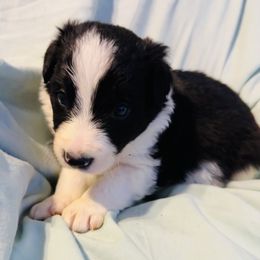 Border Collie Puppies from Bordercollieblues