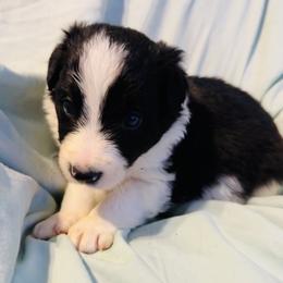 Border Collie Puppies from Bordercollieblues