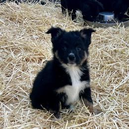 Wren - Black tri-color female Australian Shepherd puppy in Piedmont, Oklahoma from HeartDriven Aussies