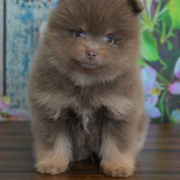 Teddy - Lavender male Pomeranian puppy in Fultonville, New York from Sandy Aussies & Pomeranians